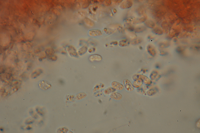 Lignicolo da determinare (Bjerkandera fumosa)